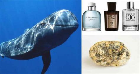 sperm whale vomit perfume|cologne made from whale sperm.